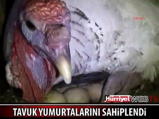 ERKEK HİNDİ TAVUK YUMURTALARINI SAHİPLENDİ