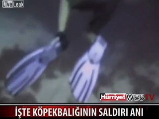 İŞTE KÖPEK BALIĞININ SALDIRDIĞI ANI
