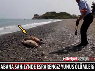 KASTAMONU SAHİLİ'NDE ESRARENGİZ YUNUS ÖLÜMLERİ