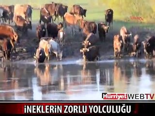 Download Video: BURASI TEKSAS DEĞİL TÜRKİYE'DE BİR YER