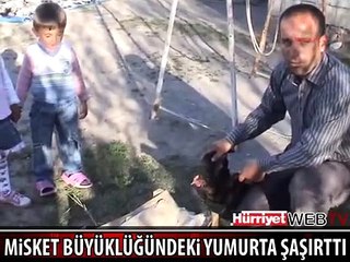 MİSKET KADAR YUMURTA ŞAŞIRTTI