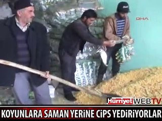 SAMAN 1500, CİPS 500 OLUNCA..!!