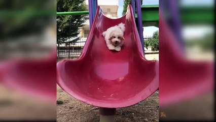 Baby Dogs - Cute and Funny Dog Videos Compilation #5 HD