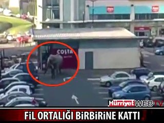 FİL ORTALIĞI BİRBİRİNE KATTI