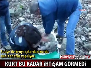 VAHŞİ KURDU SUNİ TENEFFÜS YAPARAK KURTARDILAR