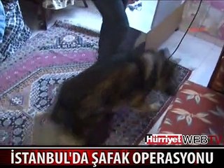 KAPILAR KIRILDI, KÖPEKLER EVİ DİDİK DİDİK ARADI