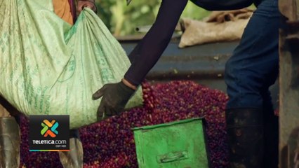 tn7-inicio-recoleccion-cafe-zona-santos-161022