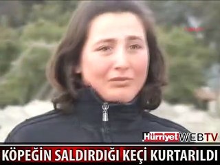 KÖPEK KEÇİYE SALDIRDI, SUÇLU KÖPEK BÖYLE YAKALANDI