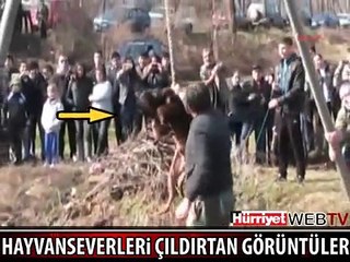 BULGARİSTAN'DA İNANILMAZ KUDUZ AYİNİ