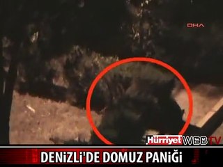 DOMUZLAR KENT MERKEZİNE İNDİ