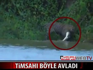 JAGUAR TİMSAHI BÖYLE AVLADI