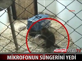MUHABİR MAYMUNLA ROPÖRTAJ YAPMAK İSTEYİNCE!!