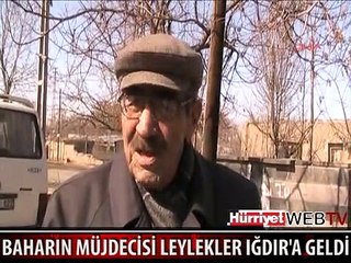 MÜJDE! BAHARIN HABERCİSİ LEYLEKLER IĞDIR'A GELDİ