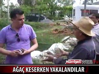 TERMİK SANTRAL ARAZİSİNDE AĞAÇ KESERKEN YAKALANDILAR