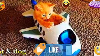 Cute Baby Cats - Funny Cat Videos Compilation - Funniest Cats and Dogs  2022 - cute cat video # (4)