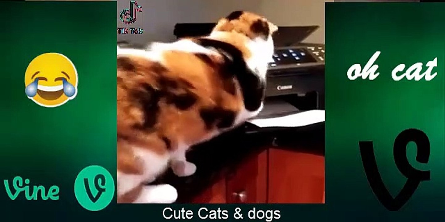 Cute Baby Cats - Funny Cat Videos Compilation - Funniest Cats and Dogs  2022 - cute cat video # (8)
