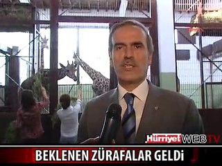 14 YILDIR BEKLENEN ZÜRAFALAR NİHAYET GELDİ