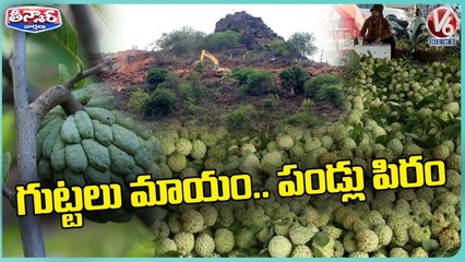 Custard Apple Price Rises Due To Production Shortage _ V6 Weekend Teenmaar