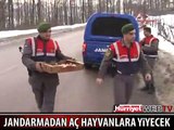 JANDARMADAN AÇ HAYVANLARA YİYECEK