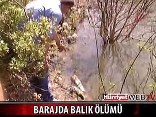 İZMİR'DE ESRARENGİZ BALIK ÖLÜMLERİ