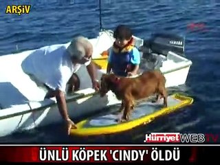 ÜNÜ DÜNYAYA YAYILAN KÖPEK CINDY ÖLDÜ