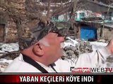 YABAN KEÇİLERİ KÖYE İNDİ