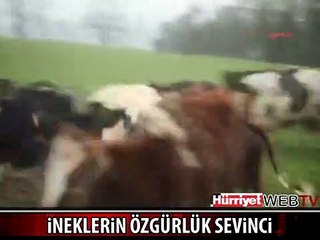 İNEKLERİN ÖZGÜRLÜK SEVİNCİ