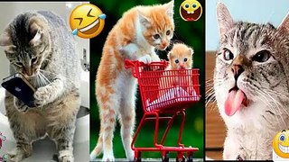Cute Baby Cats - Funny Cat Videos Compilation - Funniest Cats and Dogs  2022 - cute cat video # (14)