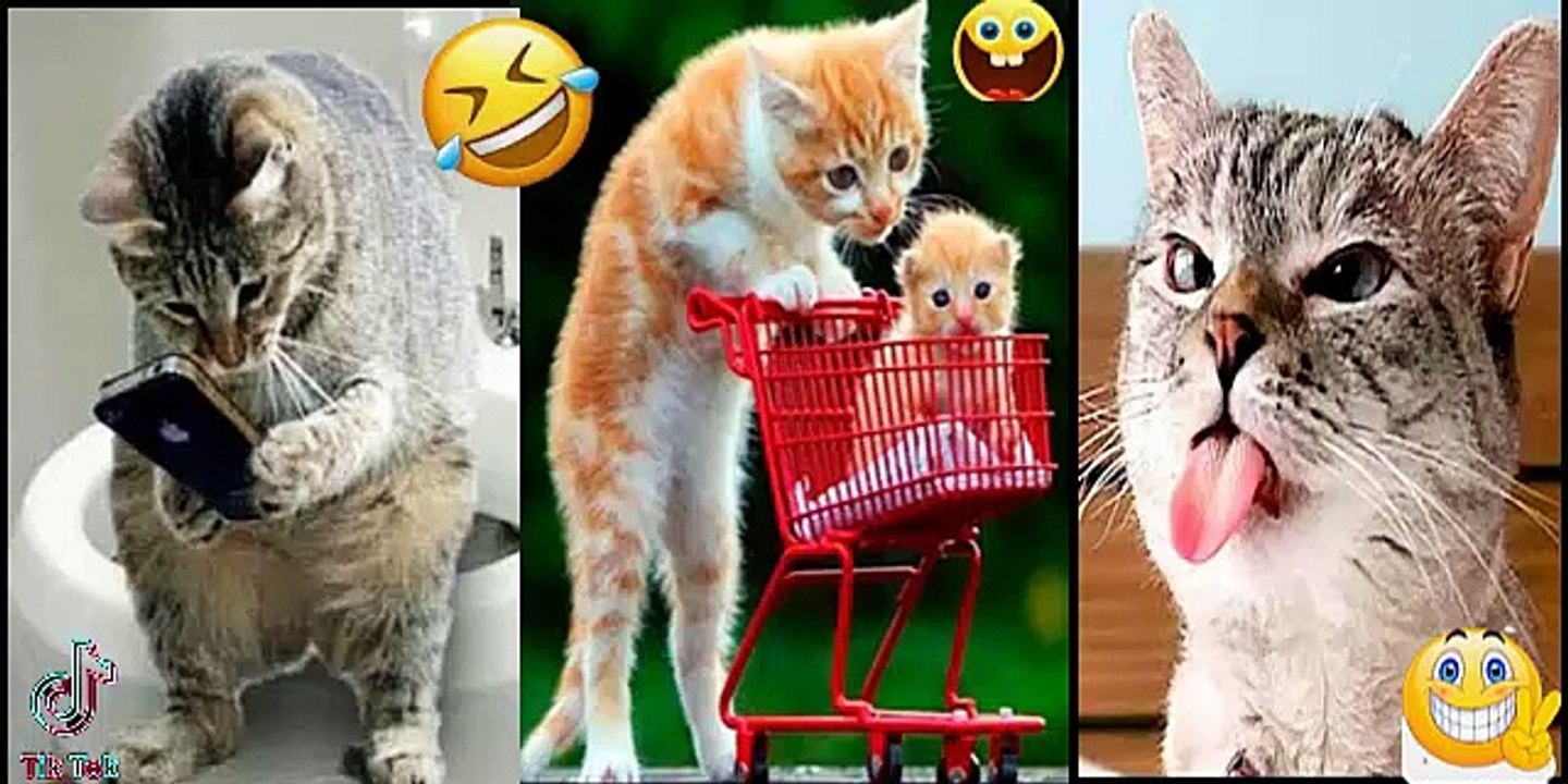 Cute Baby Cats - Funny Cat Videos Compilation - Funniest Cats and Dogs  2022 - cute cat video # (14)