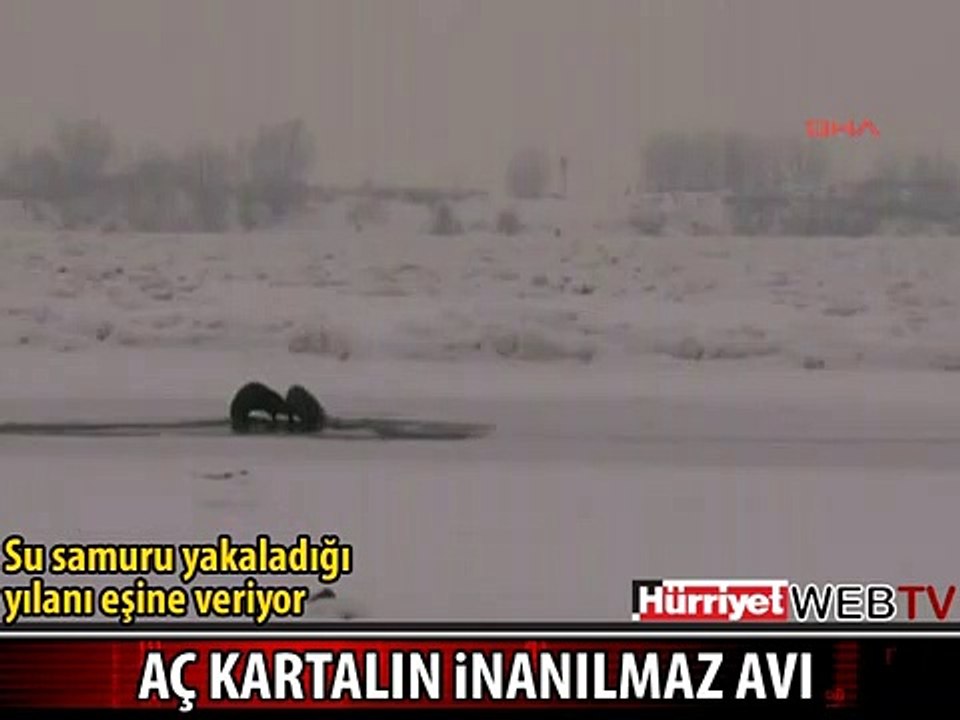 VAHŞİ KARTALIN İNANILMAZ AVI