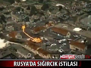RUSYA SIĞIRCIKLARIN İSTİLASINA UĞRADI