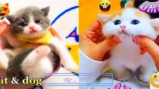 Cute Baby Cats - Funny Cat Videos Compilation - Funniest Cats and Dogs  2022 - cute cat video # (2)