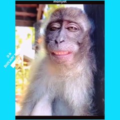 Video Lucu Bikin Ngakak __ Lucu-Lucu Banget #videolucuduplikattawa#videokocak#videoviral