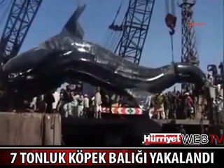 7 TONLUK KÖPEKBALIĞI 19 BİN DOLARA SATILDI