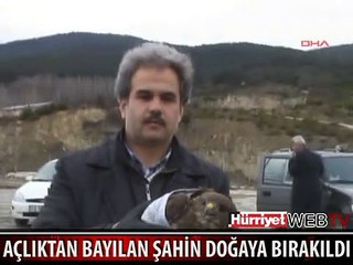 AÇLIKTAN BAYILAN ŞAHİNİN KARNI DOYURULDU VE DOĞAYA BIRAKILDI