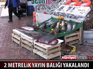 2 METRELİK YAYIN BALIĞI YAKALANDI