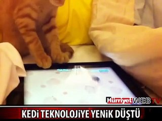 KEDİ TEKNOLOJİYE YENİK DÜŞTÜ