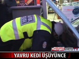 YAVRU KEDİYİ KURTARMAK