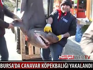 BURSA'DA DEV KÖPEK BALIĞI YAKALANDI