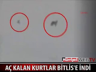 BİTLİS'TE AÇ KURTLAR ŞEHRE İNDİ
