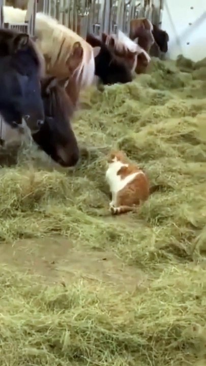 Funny animals video