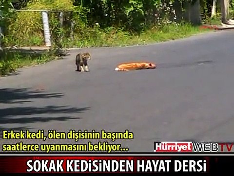 ÖLEN DİŞİSİNİN BAŞINDA SAATLERCE BEKLEDİ