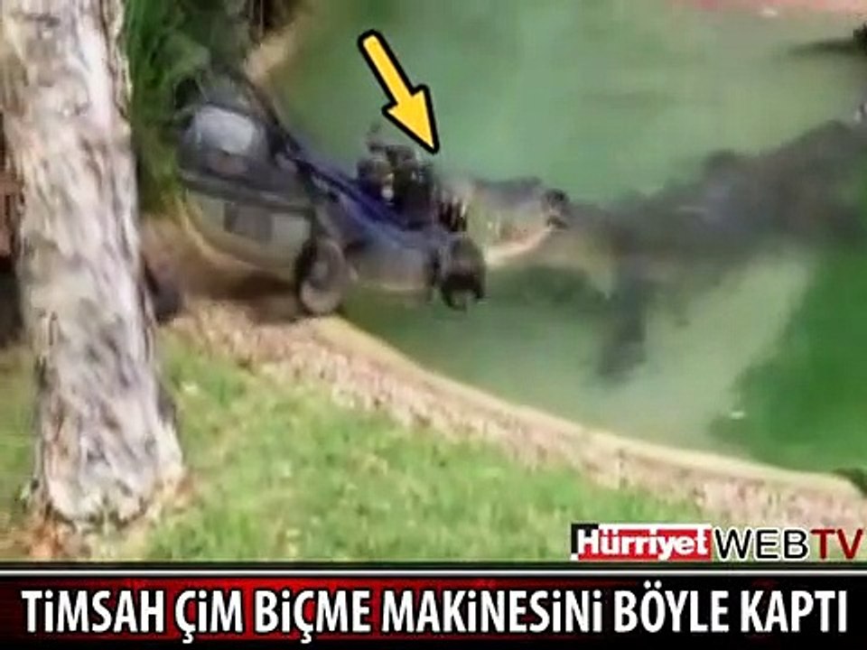 500 KİLOLUK TİMSAH ÇİM BİÇME MAKİNASINI KAPTI