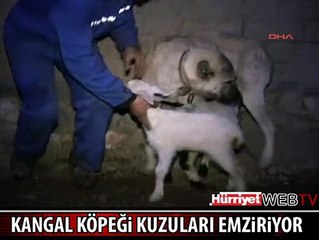 SİVAS KANGALI YAVRU KUZULARI EMZİRİYOR