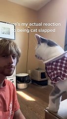 Cat Slaps Man in the Face