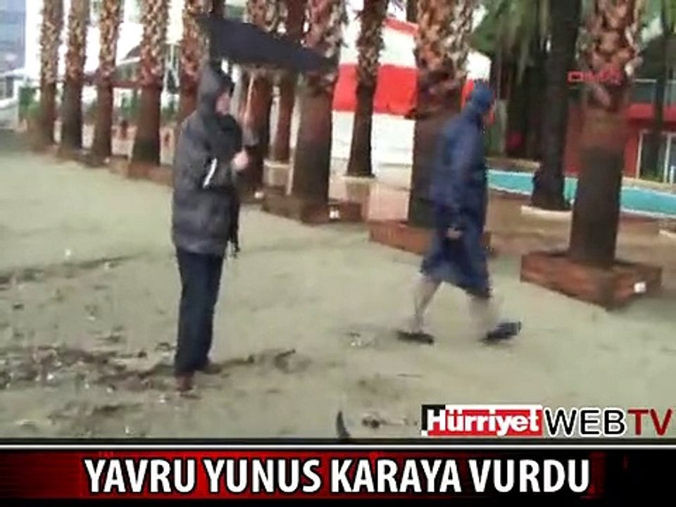 MARMARİS’TEKİ FIRTINADA SAHİLE YAVRU YUNUS VURDU