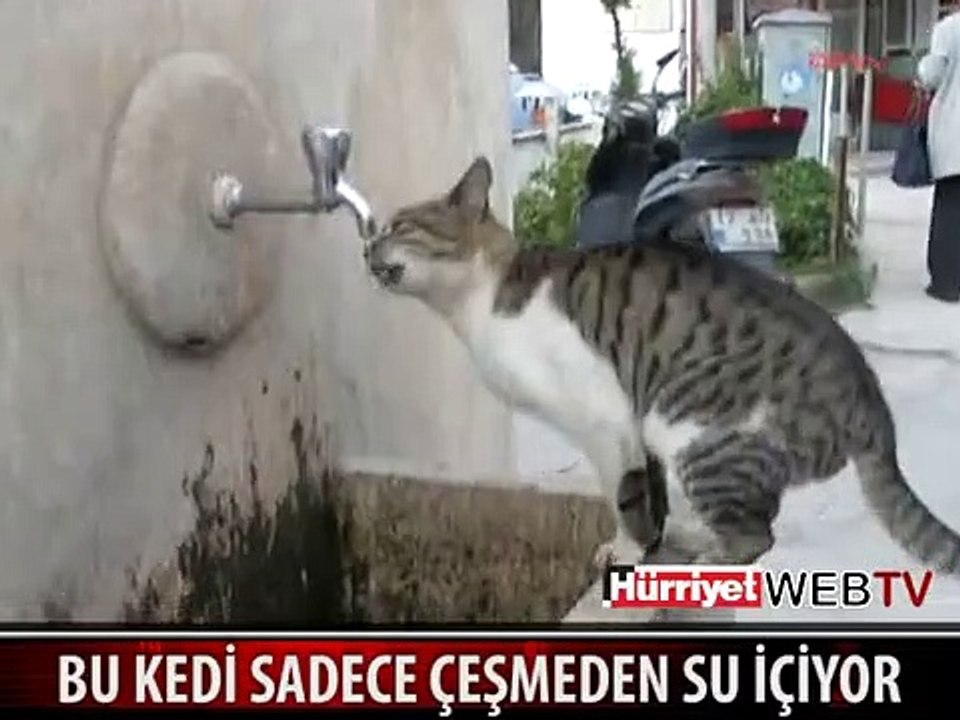 İŞTE GÖRENLERİ HAYRETE DÜŞÜREN KEDİ