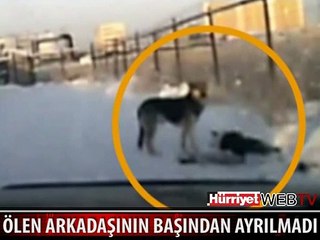 ÖLEN ARKADAŞININ BAŞINDA SAATLERCE BEKLEDİ