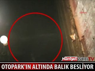 ÜSTÜ OTOPARK ALTI DEV BİR AKVARYUM