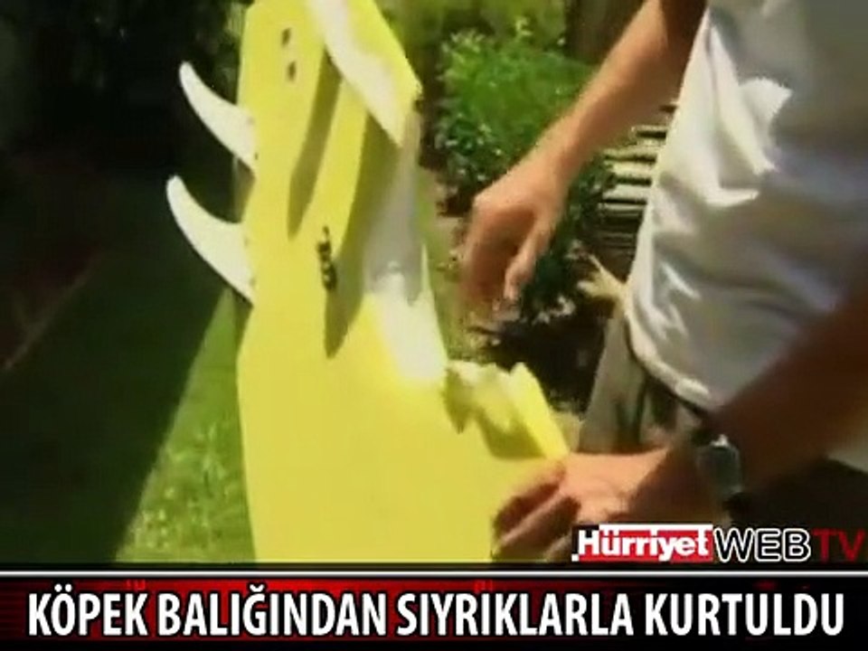 DEV KÖPEK BALIĞINDAN BİRKAÇ SIYRIKLA KURTULDU